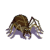 cave-spider.png