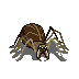 cave-spider.png